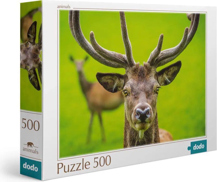 Deer