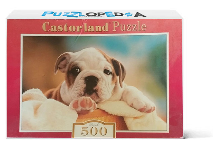 English Bulldog Puppy