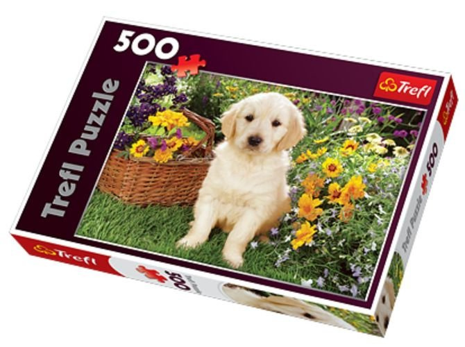 Puppy Labrador in the Garden